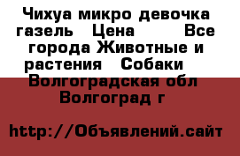 Чихуа микро девочка газель › Цена ­ 65 - Все города Животные и растения » Собаки   . Волгоградская обл.,Волгоград г.